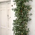 Palazzo Ammicc برنالدا