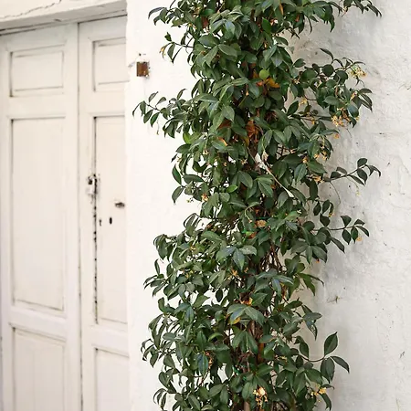 Palazzo Ammicc ברנאלדה